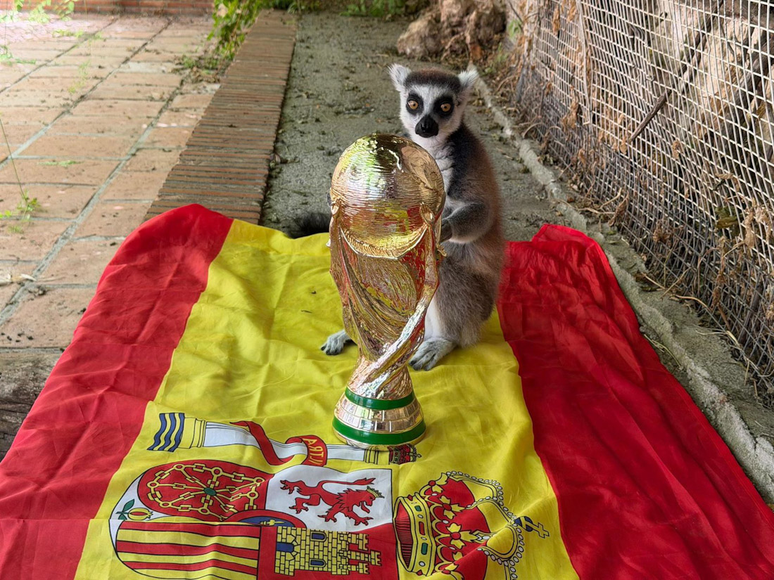 Julien, un lémur de cola anillada de 12 años, recibe una copa del mundo simbólica tras acertar el triunfo de España un día antes de la final (AYUNTAMIENTO DE ALMUÑÉCAR)